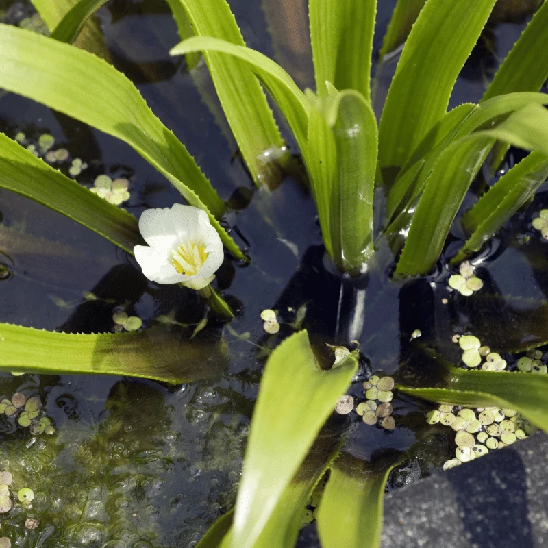 Stratiotes aloides (aloés d'eau) - Plante oxygénante flottante