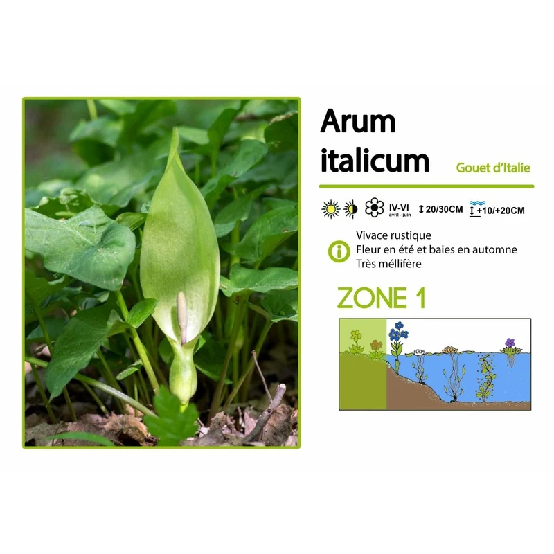 Arum Italicum (baies rouges) - Arum d'Italie - Plante de berges