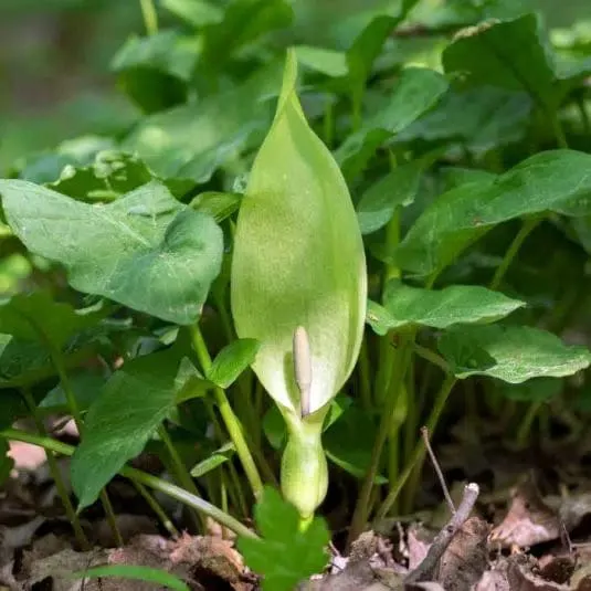 Arum Italicum (baies rouges) - Arum d'Italie - Plante de berges