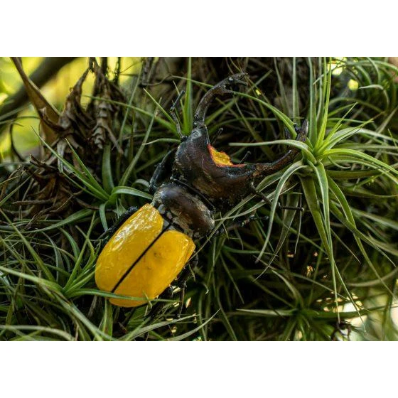Lucane jaune - Insecte décoratif en métal recyclé