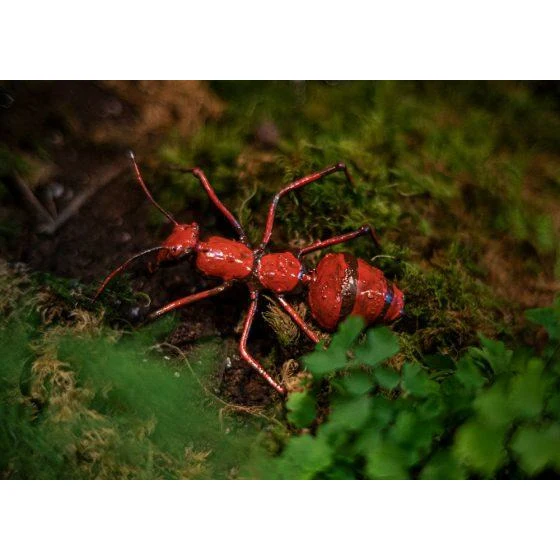 Fourmi rouge PM - Insecte décoratif en métal recyclé