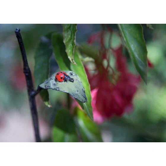 Tuteur Coccinelle feuille - Oiseau décoratif en métal recyclé