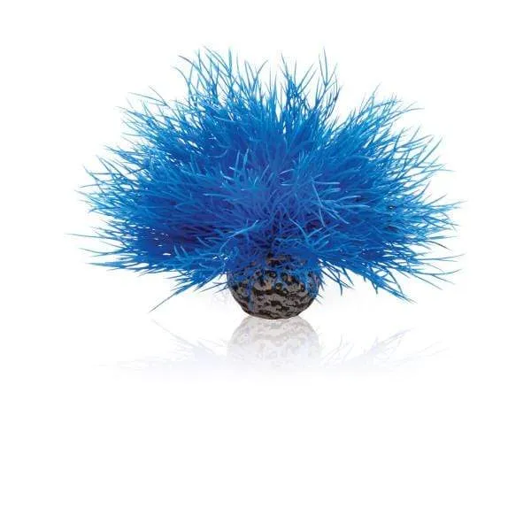 biOrb Lys de mer bleu