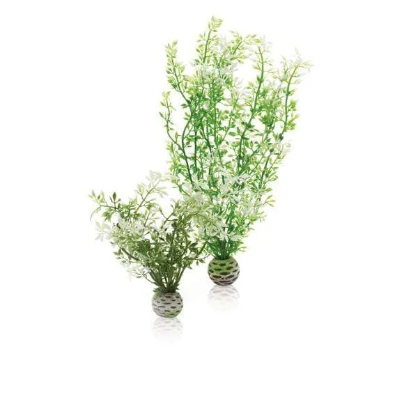 biOrb Set de deux plantes hivernales