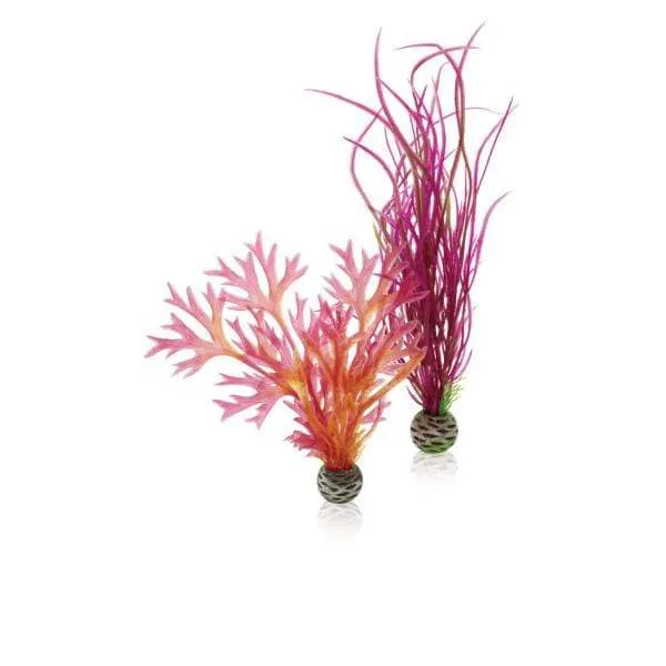 biOrb Set de plantes M rouges & roses