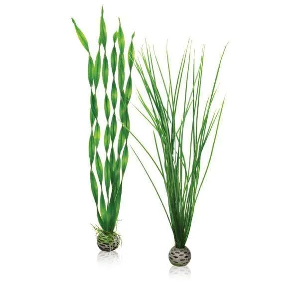 biOrb Set de plantes L vertes