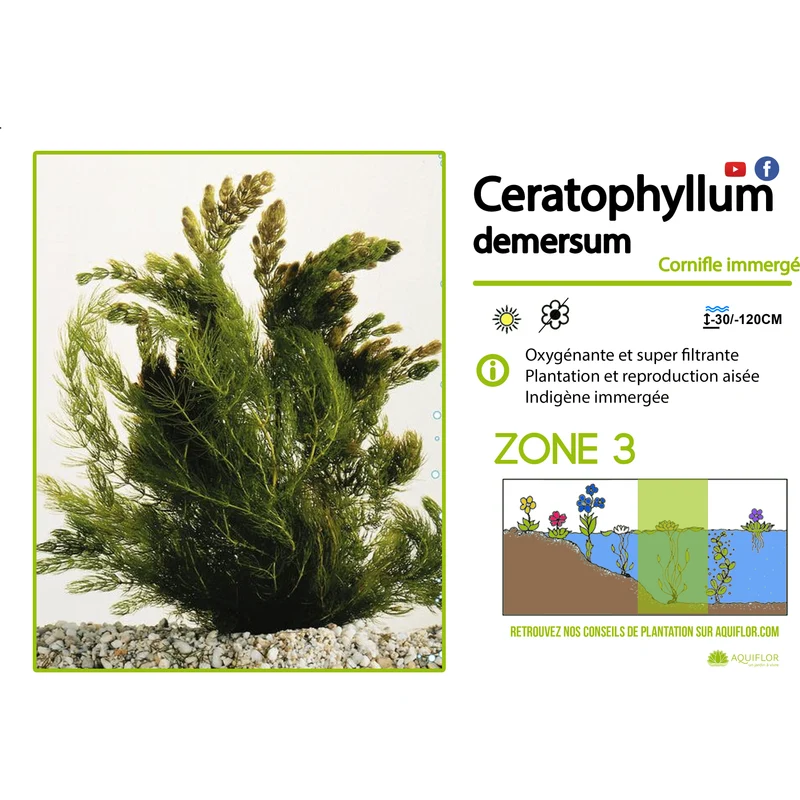 Ceratophyllum Demersum (Cornifle immergée) - Plante oxygénante