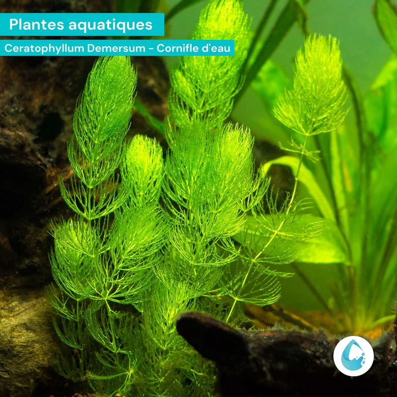 Ceratophyllum Demersum (Cornifle immergée) - Plante oxygénante