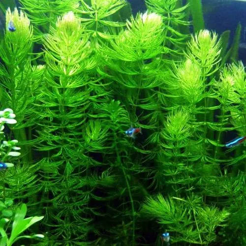 Ceratophyllum Demersum (Cornifle immergée) - Plante oxygénante