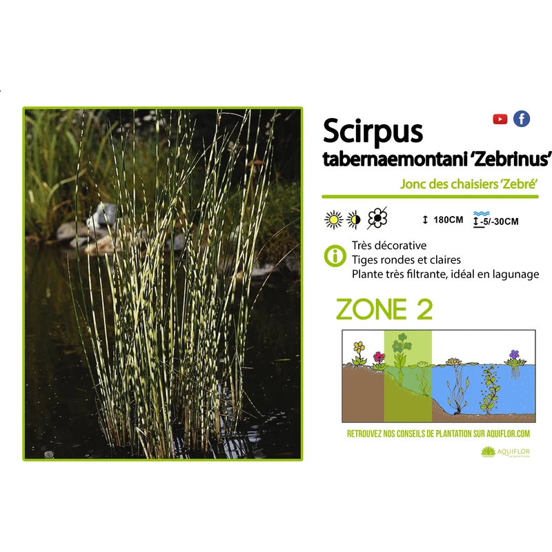 Scirpus Tabernaemontanii Zebrinus - Scirpe Zébrée - Plante de berge - Par 3 pièces