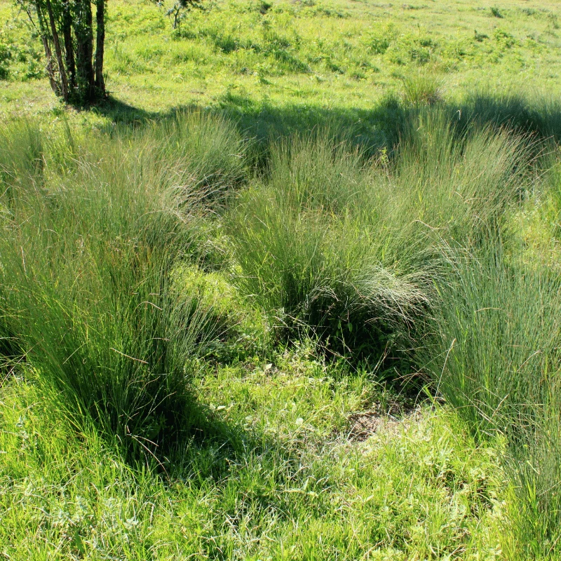 Scirpus Cernuus - Scripe incliné - Plante de berge - Par 3 pièces