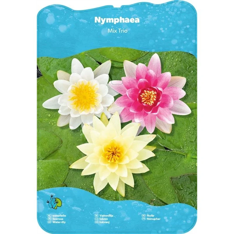 Nymphaea Trio - Nénuphar Trio de couleur - Grand pot XXL de 40CM prêt à être déposé !