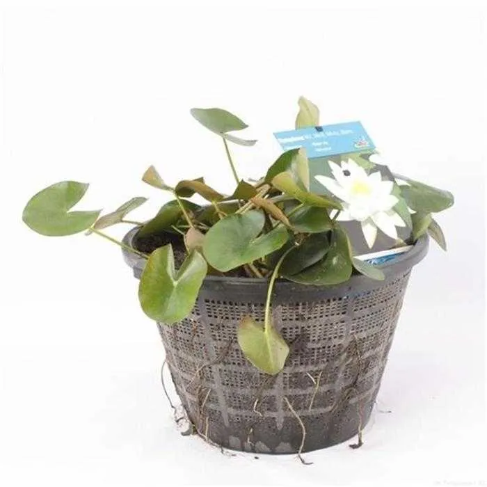 Nymphaea Rose - Nénuphar Rose - Grand pot XXL de 40CM prêt à être déposé !