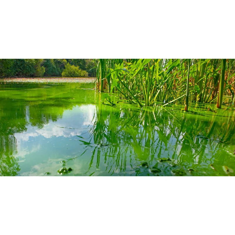 CyanoClear - 25 kg - Traitement professionnel contre les cyanobactéries des étangs et plans d'eau