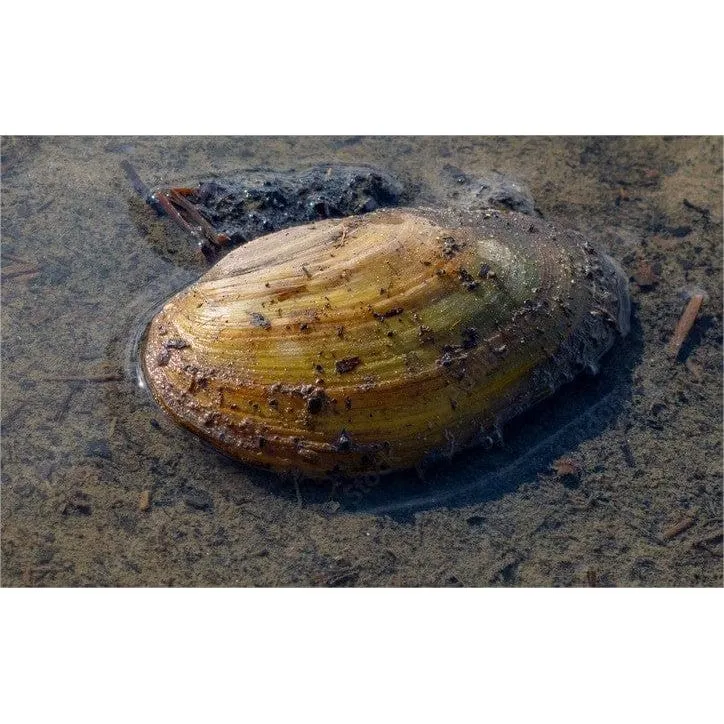 Moule Filtreuse - Moule Anodonte - Anodonte des rivières (Vijvermossel)