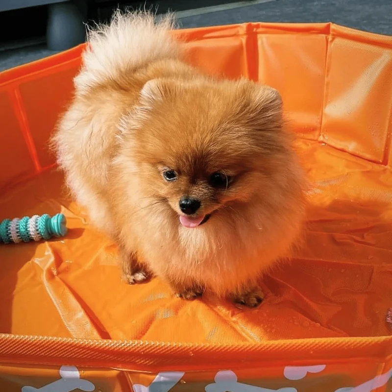 Swim Essentials - Bonebash | Oranje Honden Zwembad Ø 80 cm