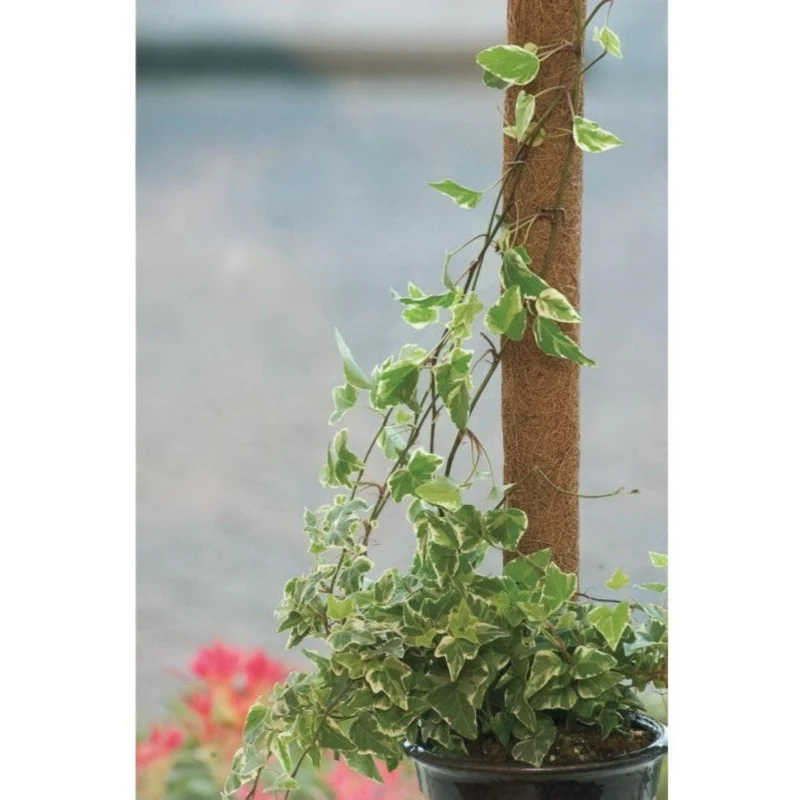 Tuteur en fibres de coco, FSC® - H60 cm x Ø38 mm