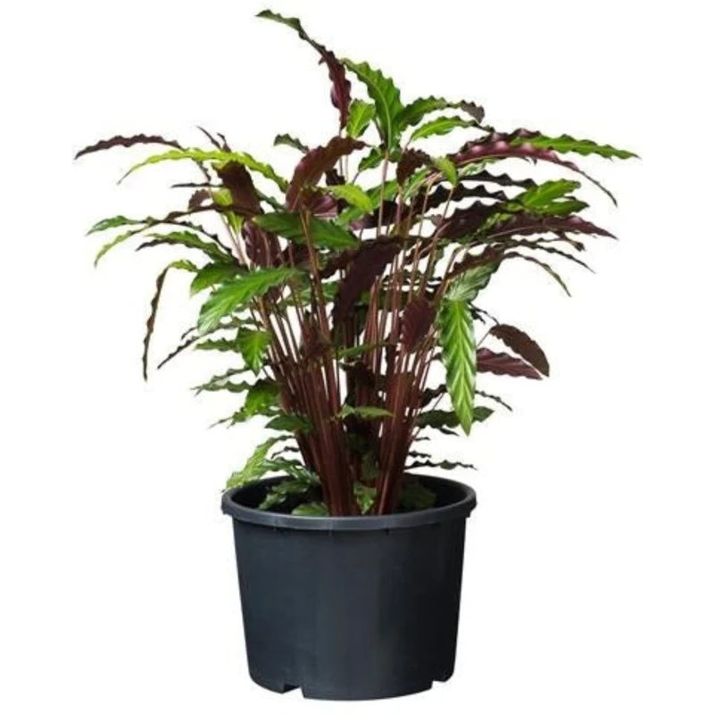 Ritzi - Conteneur fond plat avec trous de drainage pour arbuste - 20L - H26 x Ø36 cm