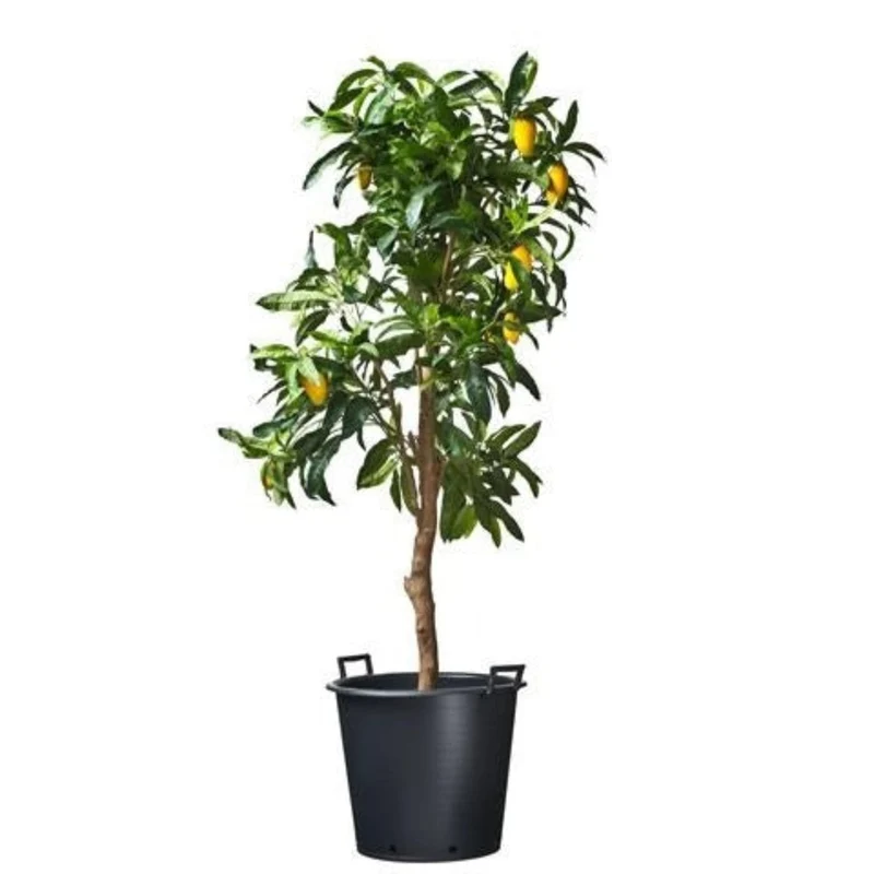 Ritzi - Conteneur fond plat avec trous de drainage et poignées pour arbre - 90L - H46 x Ø60 cm