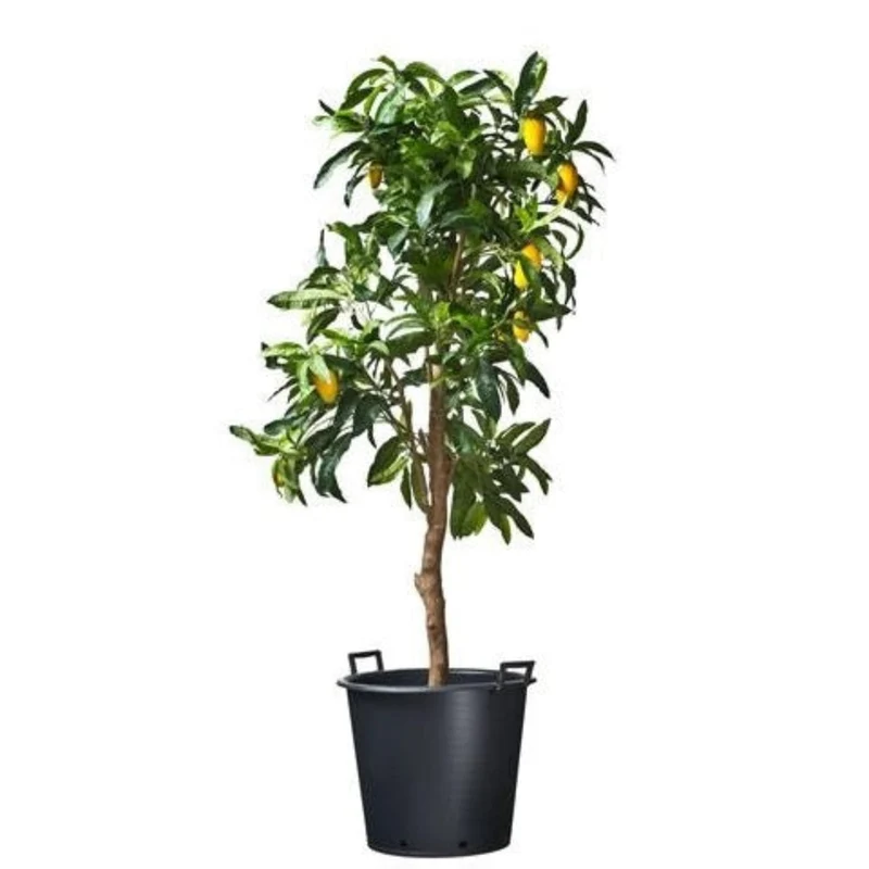 Ritzi - Conteneur fond plat avec trous de drainage et poignées pour arbre - 50L - H40 x Ø50 cm