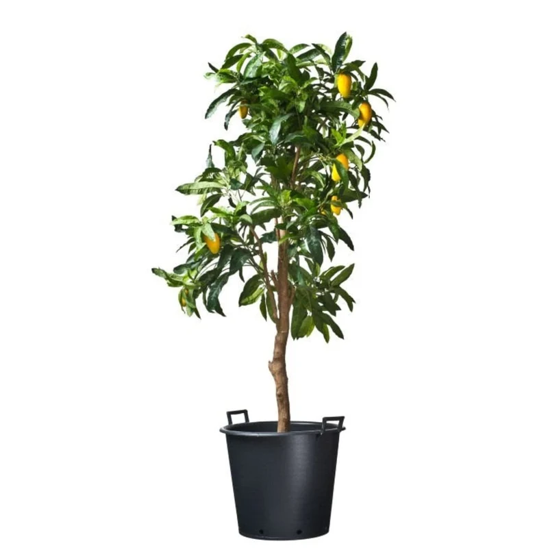 Ritzi - Conteneur fond plat avec trous de drainage et poignées pour arbre - 30L - H32 x Ø36 cm