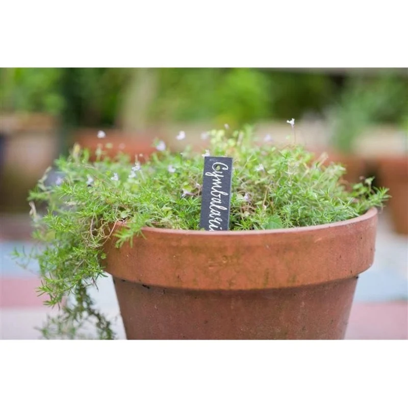 Etiquette à planter en ardoise naturelle - H15 x 3 cm - 5 x