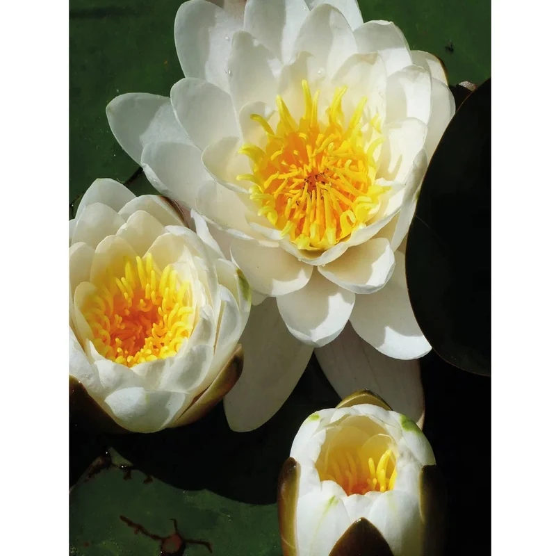 Nénuphar de décoration avec gouttes de pluie - coloris blanc - Ø20 cm