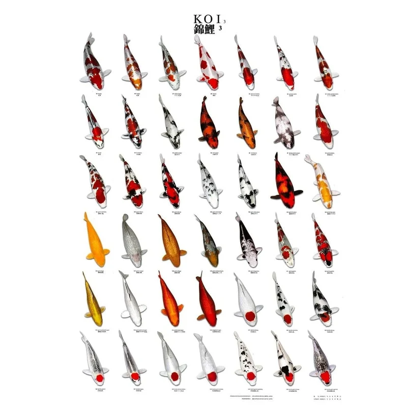KOI POSTER NR 3 A4 SIZE LAMINATED