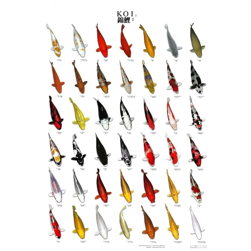 KOI POSTER NR 2 A4 SIZE LAMINATED