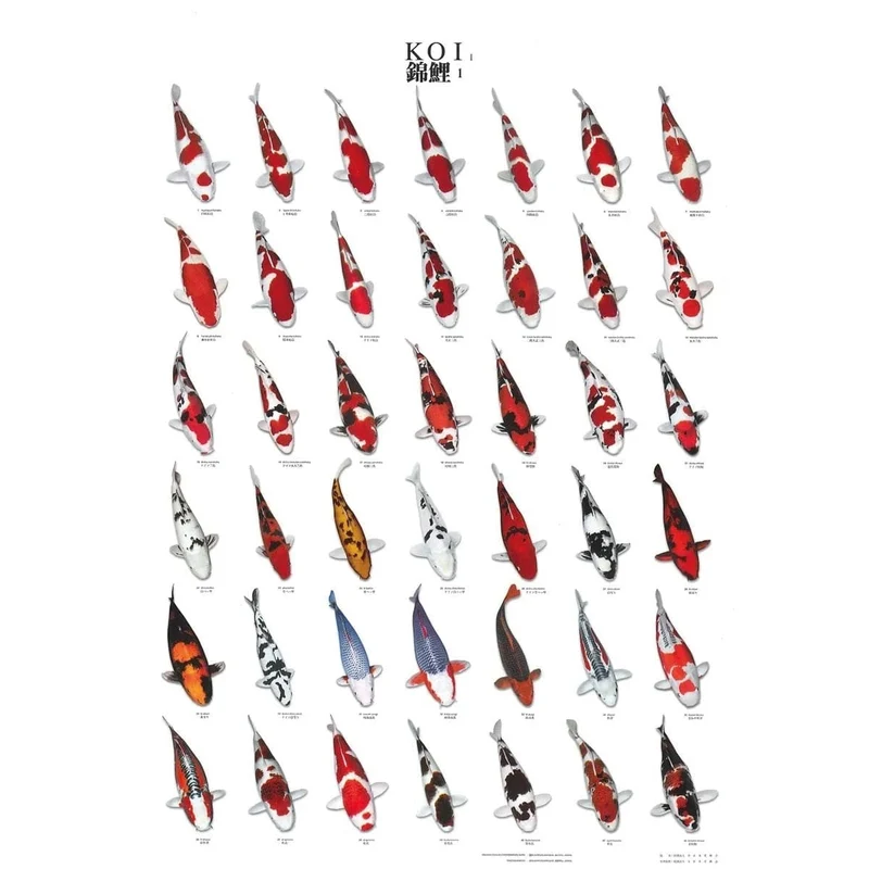KOI POSTER NR 1 A4 SIZE LAMINATED