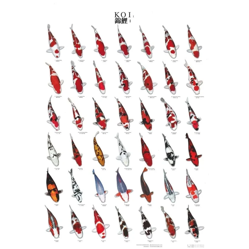 KOI POSTER NR 1 LAMINATED 60X98 CM